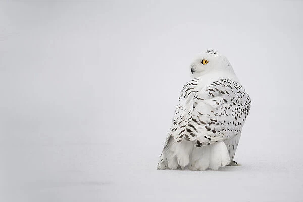 Snowy Owl (Bubo scandiacus) perched in the snow looking left, the Netherlands