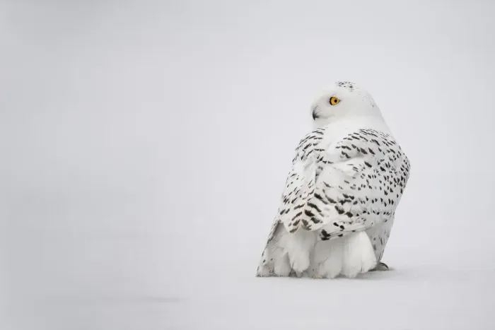 Framed Print : Snowy Owl (Bubo scandiacus) perched in the snow looking left, the Netherlands Framed Print : Snowy Owl (Bubo scandiacus) perched in the snow looking left, the Netherlands