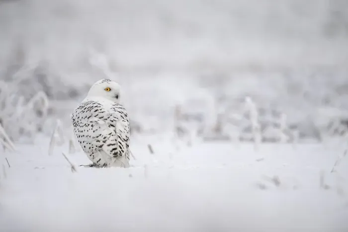 Framed Print : Snowy Owl (Bubo scandiacus) perched in the snow looking over his shoulder, the Netherlands Framed Print : Snowy Owl (Bubo scandiacus) perched in the snow looking over his shoulder, the Netherlands