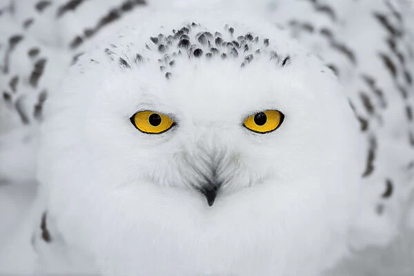 Snowy Owl (Bubo scandiacus) portrait, looking at camera