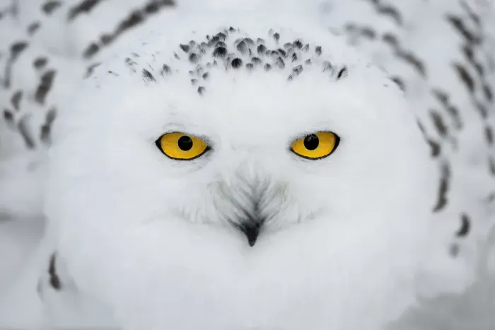 Framed Print : Snowy Owl (Bubo scandiacus) portrait, looking at camera Framed Print : Snowy Owl (Bubo scandiacus) portrait, looking at camera
