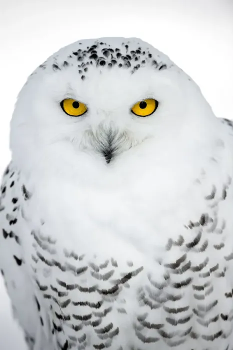 Framed Print : Snowy Owl (Bubo scandiacus) portrait looking at camera, the Netherlands Framed Print : Snowy Owl (Bubo scandiacus) portrait looking at camera, the Netherlands
