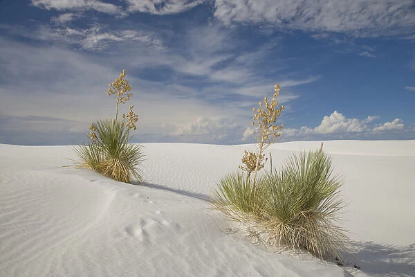 Soaptree Yucca (Yucca elata) pair, White Sands National Monument, New Mexico