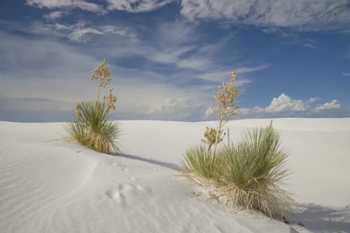 Framed Print : Soaptree Yucca (Yucca elata) pair, White Sands National Monument, New Mexico Framed Print : Soaptree Yucca (Yucca elata) pair, White Sands National Monument, New Mexico