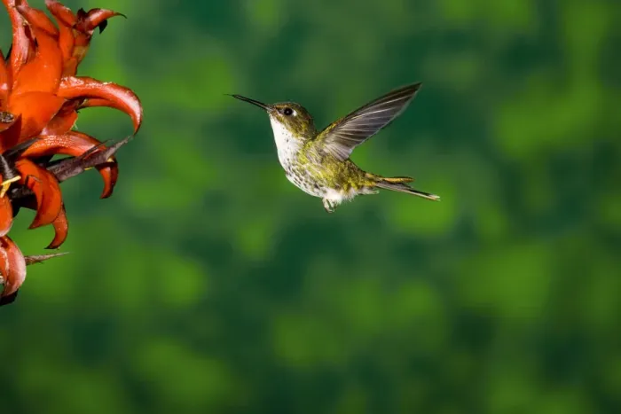 Framed Print : Speckled Hummingbird (Adelomyia melanogenys) feeding on flower nectar, North America Framed Print : Speckled Hummingbird (Adelomyia melanogenys) feeding on flower nectar, North America