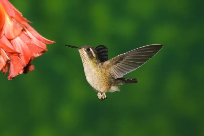 Framed Print : Speckled Hummingbird (Adelomyia melanogenys) female feeding on flower nectar, North Framed Print : Speckled Hummingbird (Adelomyia melanogenys) female feeding on flower nectar, North