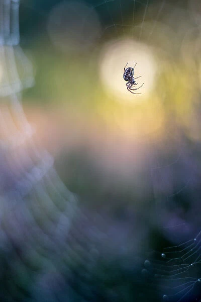 Spider in its web in the late evening light
