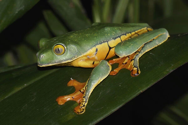 Splendid Leaf Frog (Agalychnis calcarifer), Costa Rica