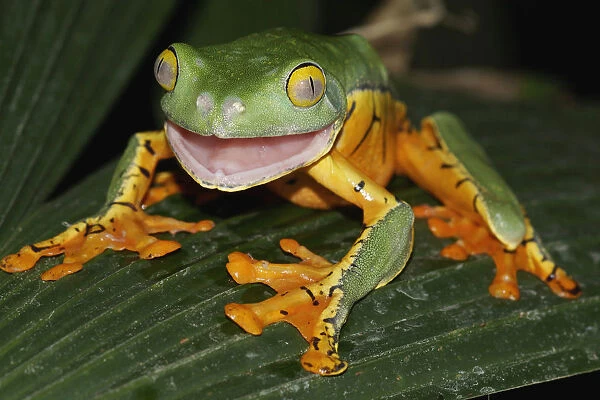 Splendid Leaf Frog (Agalychnis calcarifer) in defensive posture, Costa Rica