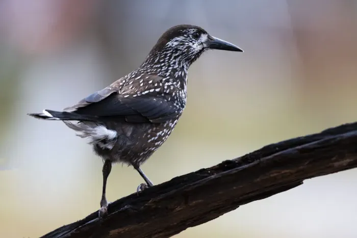 Framed Print : Spotted Nutcracker (Nucifraga caryocatactes) perched on wood Framed Print : Spotted Nutcracker (Nucifraga caryocatactes) perched on wood
