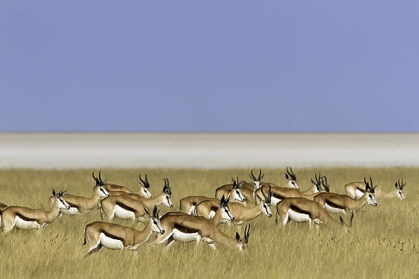 Springbok (Antidorcas marsupialis) standing in the field, Namibia
