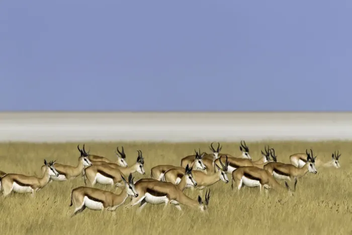 Framed Print : Springbok (Antidorcas marsupialis) standing in the field, Namibia Framed Print : Springbok (Antidorcas marsupialis) standing in the field, Namibia