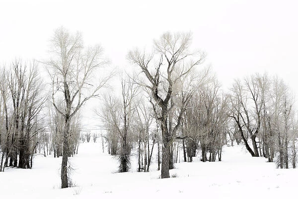 Stand of Cottonwood trees in snow on Gross Ventre Road Bridger, Teton National Forest, Wyoming, USA, Grand Teton National Park, Wyoming, USA