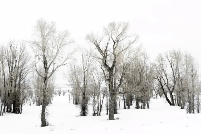 Framed Print : Stand of Cottonwood trees in snow on Gross Ventre Road Bridger, Teton National Forest, Wyoming, USA, Grand Teton National Park, Wyoming, USA Framed Print : Stand of Cottonwood trees in snow on Gross Ventre Road Bridger, Teton National Forest, Wyoming, USA, Grand Teton National Park, Wyoming, USA