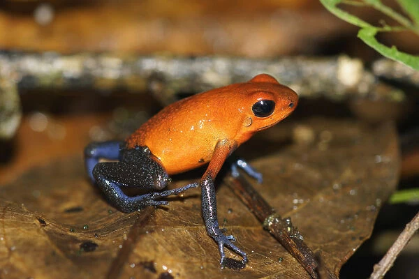 Strawberry Poison Dart Frog (Oophaga pumilio), Costa Rica