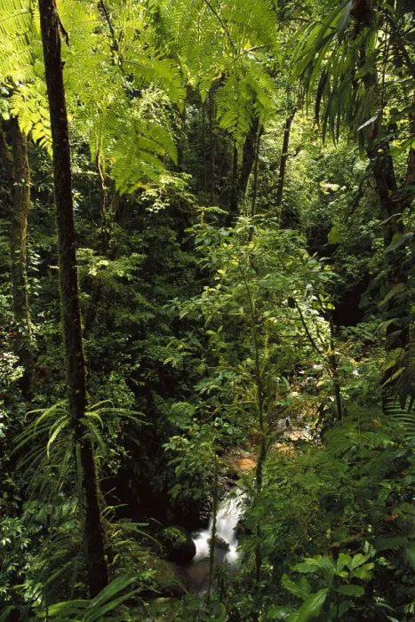 Framed Print : Stream cascades through montane cloud forest, Monteverde, Costa Rica Framed Print : Stream cascades through montane cloud forest, Monteverde, Costa Rica
