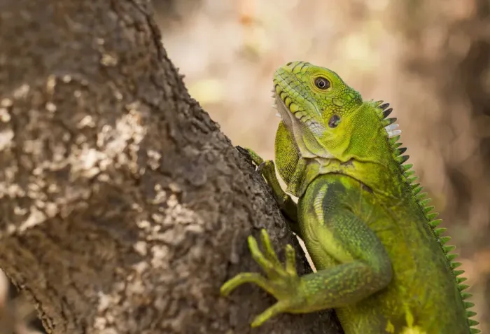 Framed Print : Subadult Lesser Antillean Iguana (Iguana delicatissima), St. Eustatius, Caribbean Netherlands