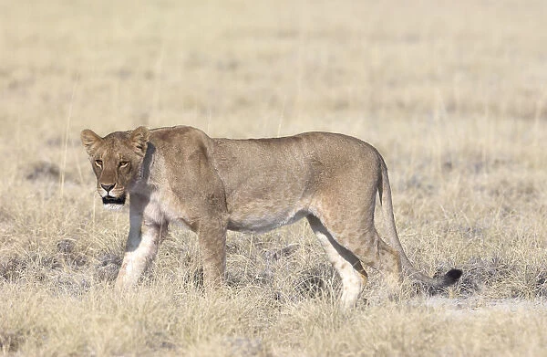 Subadult lioness (Panthera leo) walking through dry grass, Etosha National Park, Namibia