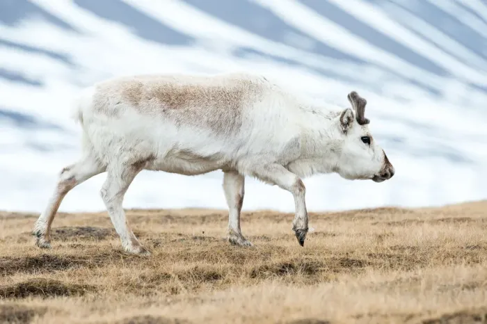 Framed Print : Svalbard Reindeer (Rangifer tarandus platyrhynchus) walking on the tundra, Longyearbyen, Svalbard, Norway Framed Print : Svalbard Reindeer (Rangifer tarandus platyrhynchus) walking on the tundra, Longyearbyen, Svalbard, Norway