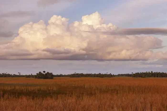 Framed Print : Swamp grassland at sunset, Big Cypress National Preserve, Florida Framed Print : Swamp grassland at sunset, Big Cypress National Preserve, Florida