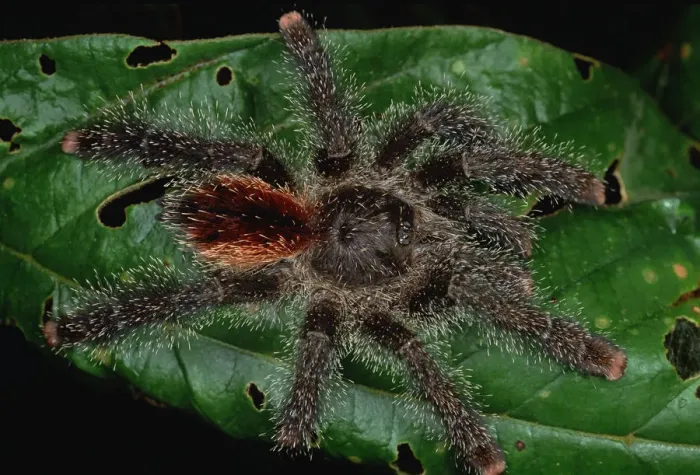 Framed Print : Tarantula (Avicularia sp) juvenile, Rio Momon, Peru Framed Print : Tarantula (Avicularia sp) juvenile, Rio Momon, Peru