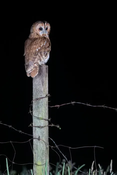 Framed Print : Tawny Owl (Strix aluco) perched on a fence post at night, Lincolnshire, United Kingdom Framed Print : Tawny Owl (Strix aluco) perched on a fence post at night, Lincolnshire, United Kingdom