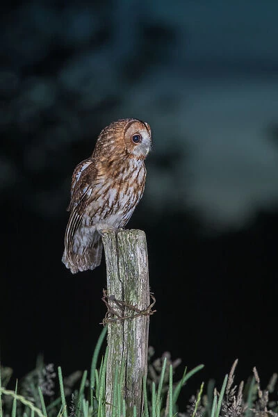 Tawny Owl (Strix aluco) perched on a fence post at night, Lincolnshire, United Kingdom