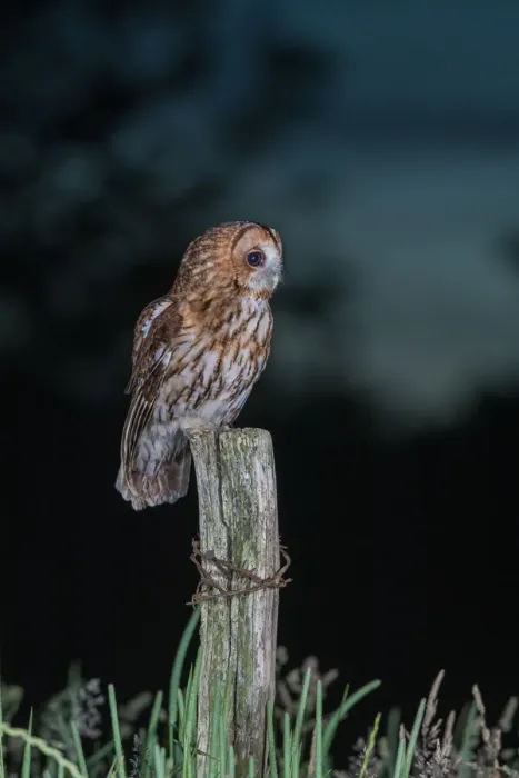 Framed Print : Tawny Owl (Strix aluco) perched on a fence post at night, Lincolnshire, United Kingdom Framed Print : Tawny Owl (Strix aluco) perched on a fence post at night, Lincolnshire, United Kingdom