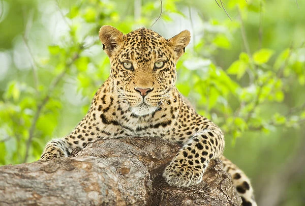 Tight portrait of a female Leopard (Panthera pardus) in a tree, Botswana