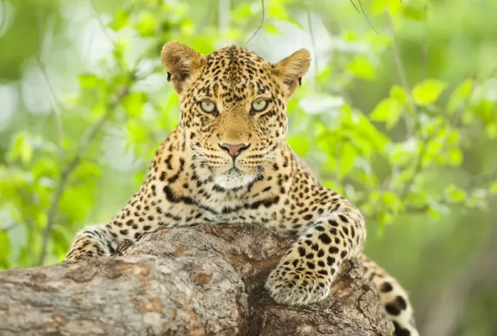 Framed Print : Tight portrait of a female Leopard (Panthera pardus) in a tree, Botswana Framed Print : Tight portrait of a female Leopard (Panthera pardus) in a tree, Botswana