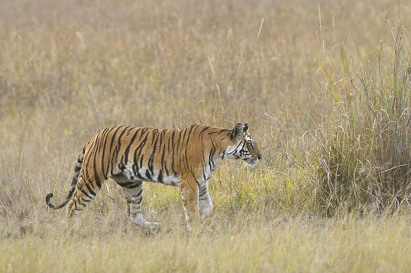 a Tigress (Panthera tigris) is walking through an open field covered with high grass