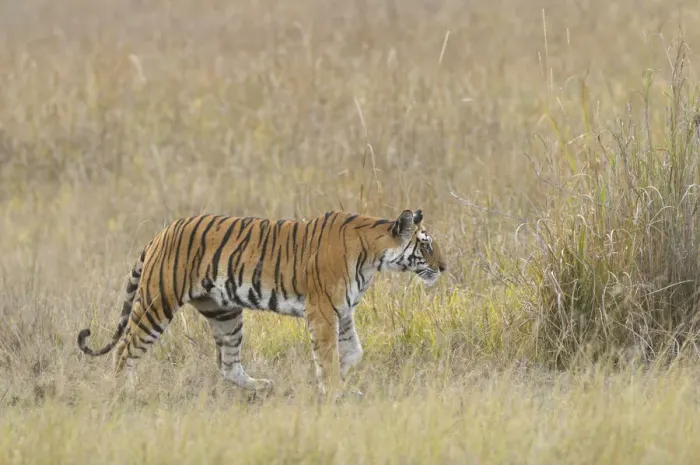 Framed Print : a Tigress (Panthera tigris) is walking through an open field covered with high grass Framed Print : a Tigress (Panthera tigris) is walking through an open field covered with high grass