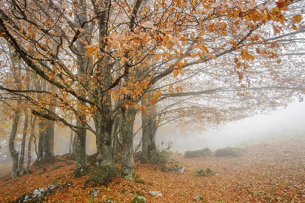 Tree autumn leaves in fog, Haute-Savoie, France