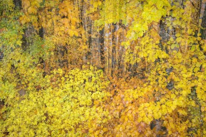 Framed Print : Trees with autumn leaves, Haute-Savoie, France Framed Print : Trees with autumn leaves, Haute-Savoie, France