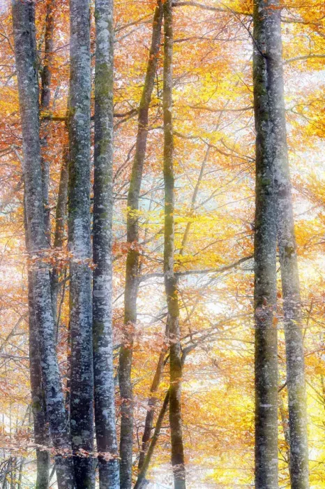 Framed Print : Trees with autumn leaves, Haute-Savoie, France Framed Print : Trees with autumn leaves, Haute-Savoie, France