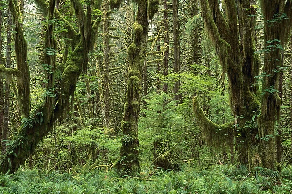 Trees covered with moss in temperate rainforest interior, Queens River Valley