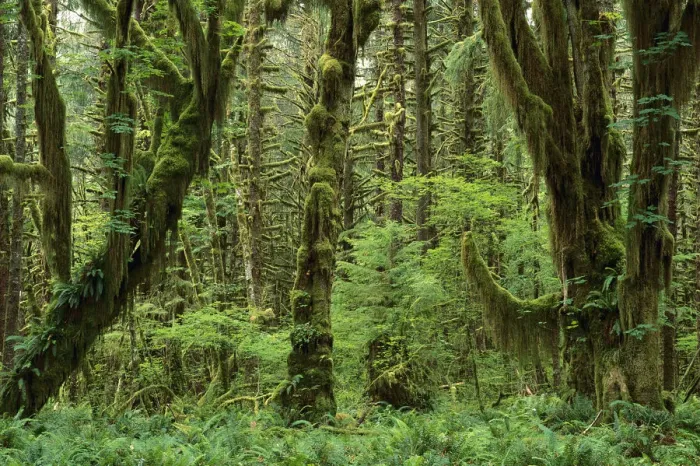 Framed Print : Trees covered with moss in temperate rainforest interior, Queens River Valley Framed Print : Trees covered with moss in temperate rainforest interior, Queens River Valley