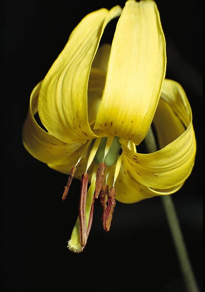 Trout Lily (Erythronium americanum) blossom showing anthers, Ontario, Canada