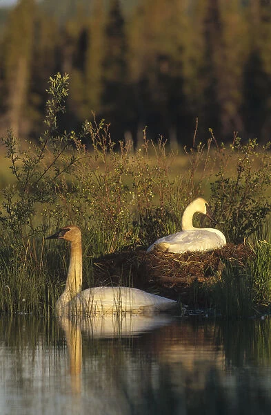 Trumpeter Swan (Cygnus buccinator) female incubating eggs as male swims nearby, North