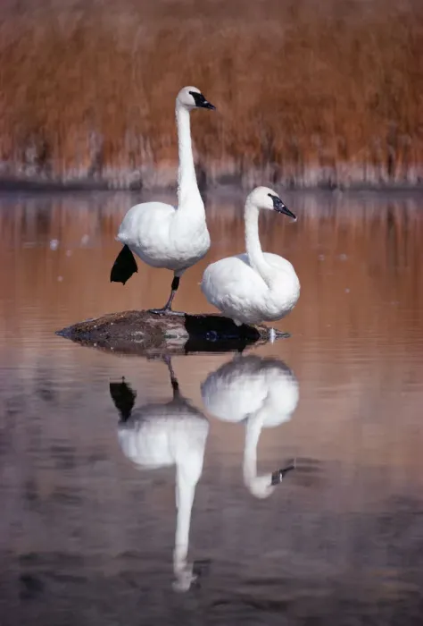 Framed Print : Trumpeter Swan (Cygnus buccinator) pair with reflections in lake, Yellowstone National Park Framed Print : Trumpeter Swan (Cygnus buccinator) pair with reflections in lake, Yellowstone National Park