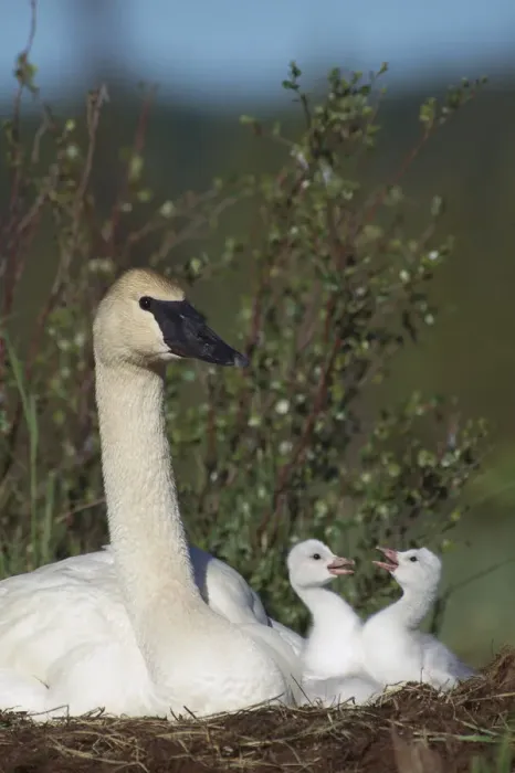 Framed Print : Trumpeter Swan (Cygnus buccinator) parent and squabbling day-old cygnets, North America Framed Print : Trumpeter Swan (Cygnus buccinator) parent and squabbling day-old cygnets, North America