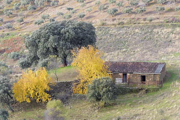 View on an old farmers shed at an olive grove, Extremadura, Spain, Extremadura, Spain
