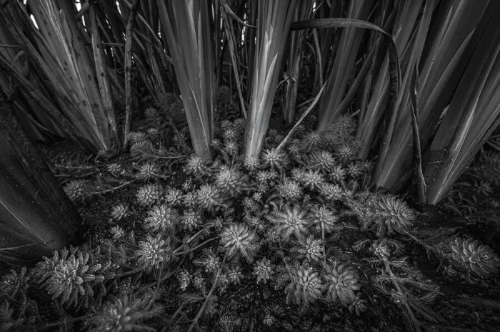 Framed Print : Top view of Parrot Feather (Myriophyllum aquaticum) growing amidst Bulrush (Typha sp. ), Laarbeek, Noord-Brabant, The Netherlands - Part of the Dutch Jungle series with which Jowan Iven won the title Nature Photographer of the Year as well as Framed Print : Top view of Parrot Feather (Myriophyllum aquaticum) growing amidst Bulrush (Typha sp. ), Laarbeek, Noord-Brabant, The Netherlands - Part of the Dutch Jungle series with which Jowan Iven won the title Nature Photographer of the Year as well as