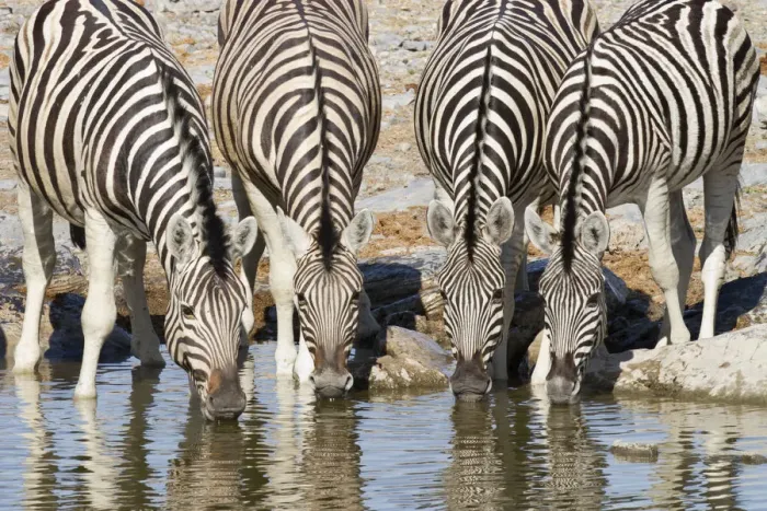 Framed Print : Front view of four Plains Zebra (Equus quagga) or (Equus burchellii Framed Print : Front view of four Plains Zebra (Equus quagga) or (Equus burchellii