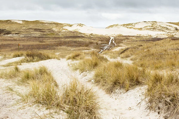 Walking path in dune valley near the sea, De Kref, Schoorlse Duinen, Noord-Holland