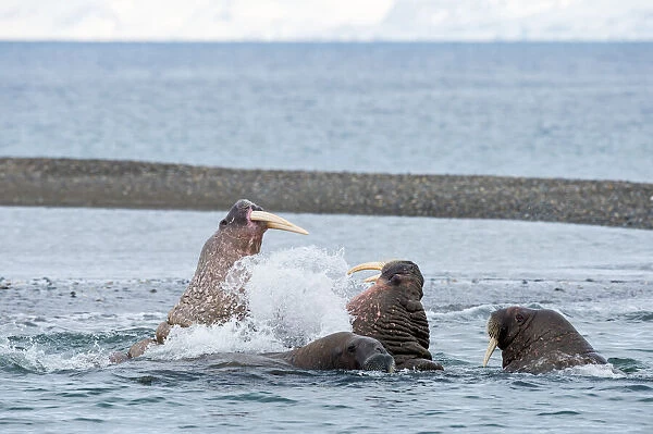 Walrusses (Odobenus rosmarus) fighting near the shore of Svalbard, Poolepynten, Norway