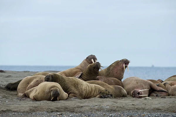 Walrusses (Odobenus rosmarus) in a herd at Poolepynten, Svalbard, Norway