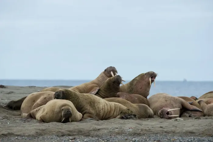 Framed Print : Walrusses (Odobenus rosmarus) in a herd at Poolepynten, Svalbard, Norway