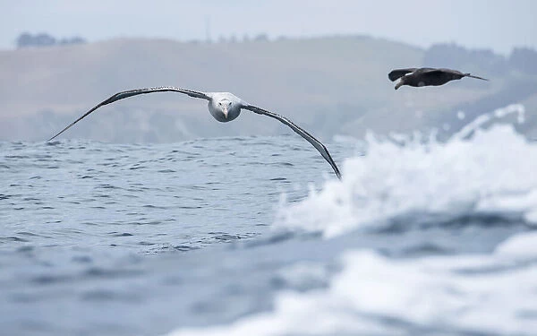 Wandering Albatross (Diomedea exulans) flying just above the waves followed by a Giant petrel and with the coast in the background, Hikurangi Marine Reserve, Kaikoura, New Zealand