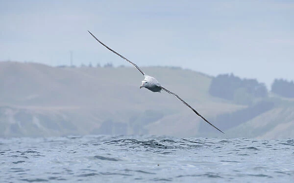 Wandering Albatross (Diomedea exulans) flying above the waves of the pacific ocean near the coast with hills in the background, Hikurangi Marine Reserve, Kaikoura, New Zealand